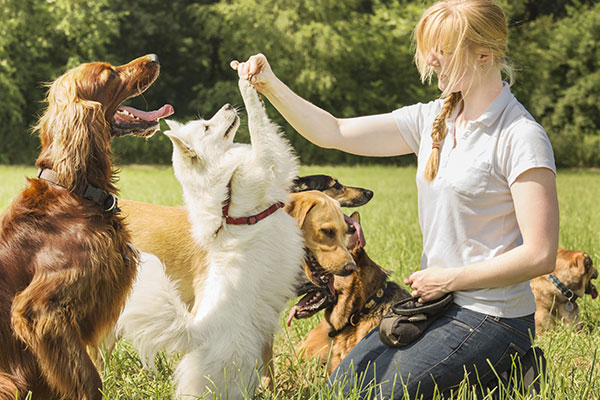 Dog Training Made Easy - Catch Your Dog Doing Something Right!