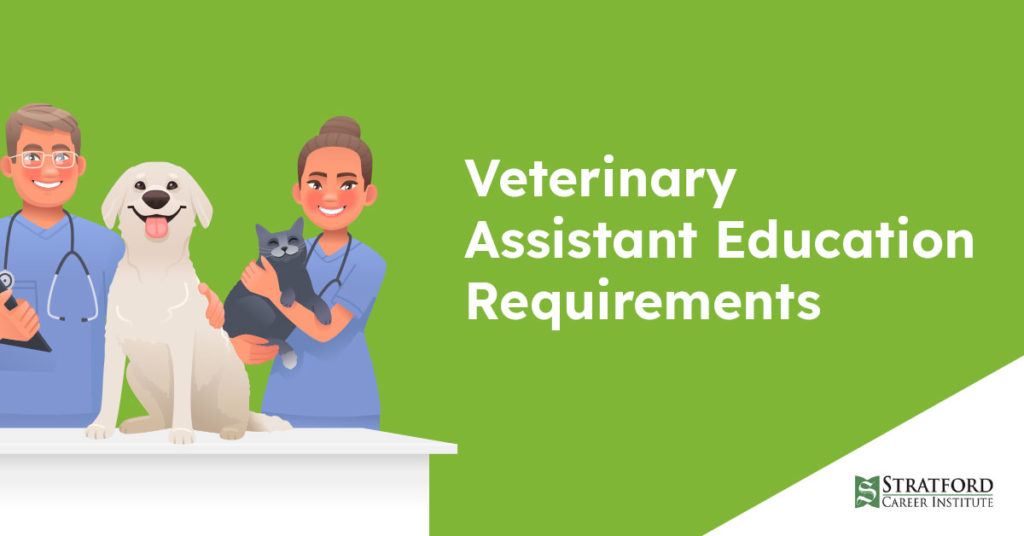 Vet Assistant Requirements Learning About Becoming a Vet Assistant