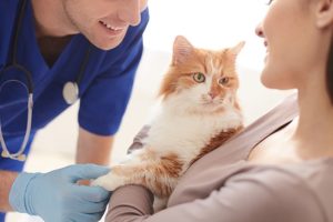 veterinarian assistant requirements