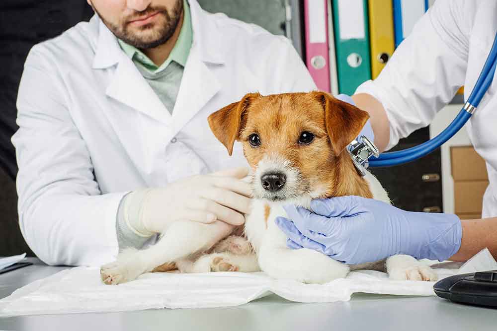 Take a Veterinary Assistant Course!