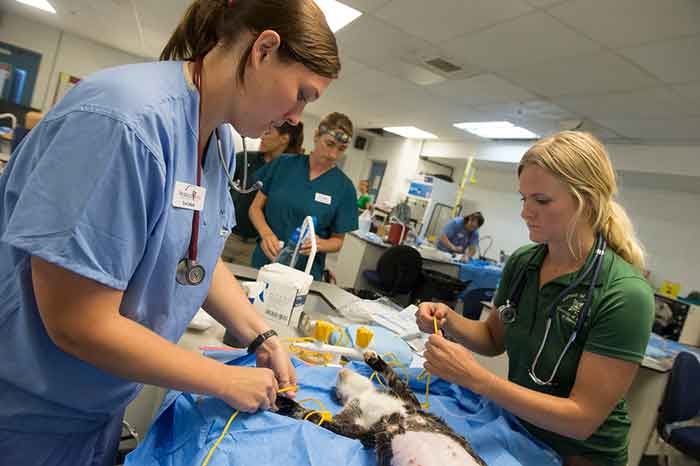 How To Become A Vet Assistant Stratford Career Institute Blog   How To Become Vet Assistant 