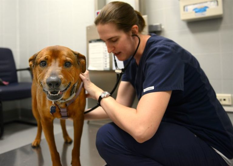 What Does Veterinary Assistant Training Consist Of? » Stratford Career Institute Blog