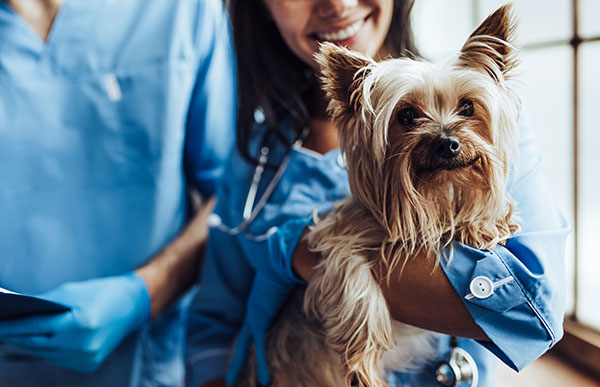 How Much Do Vet Assistants Make Hourly Pay Of Vet Assistants