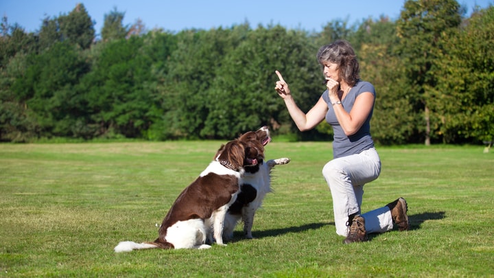 Dog Trainer Salary: How Much Do They Make? » Stratford Career Institute Blog