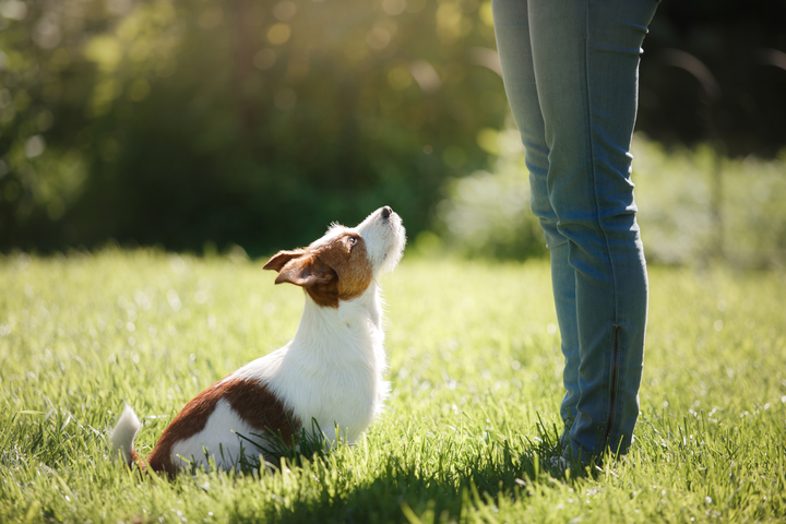 Does becoming a dog behavior specialist interest you?
