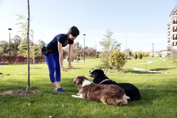 What is a Dog Behavior Specialist and What Do They Do? » Stratford Career  Institute Blog