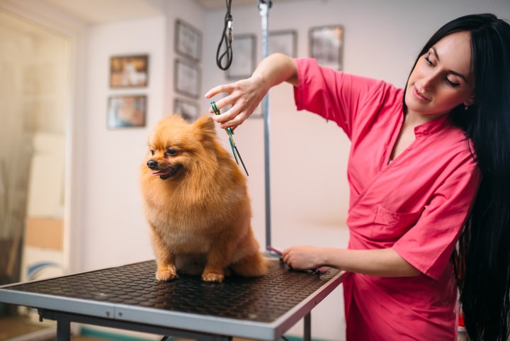 Dog Groomer Pay Uk