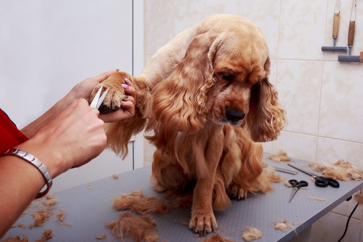 how much money does a dog groomer make an hour