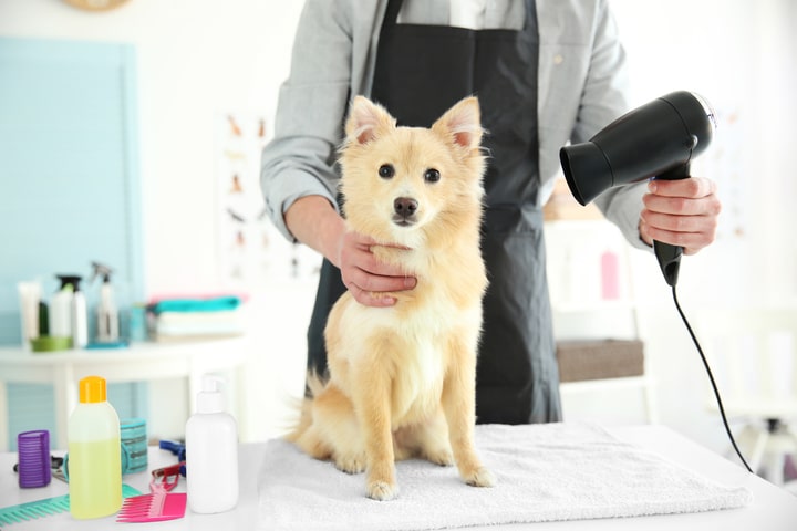 Dog Grooming