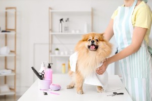 dog groomer skills