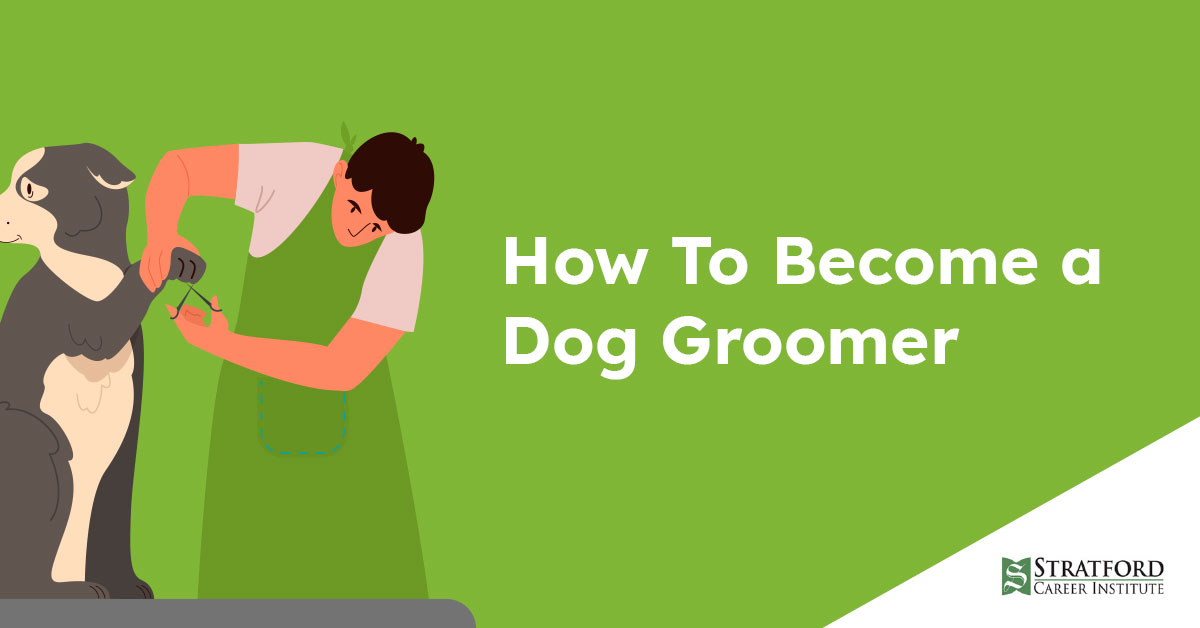 Top 10 Reasons To Become A Dog Groomer - Dog Grooming School - Pet Grooming  Services
