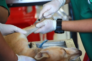 veterinary assistant skills