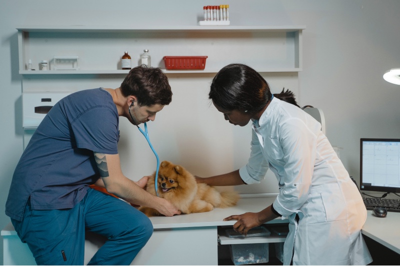 Become a Veterinary Assistant