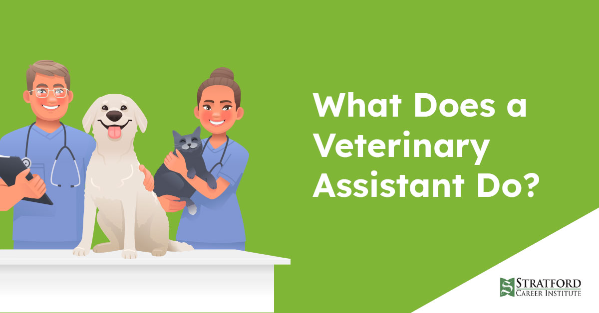 What Does a Veterinary Assistant Do? [Watch the Video]