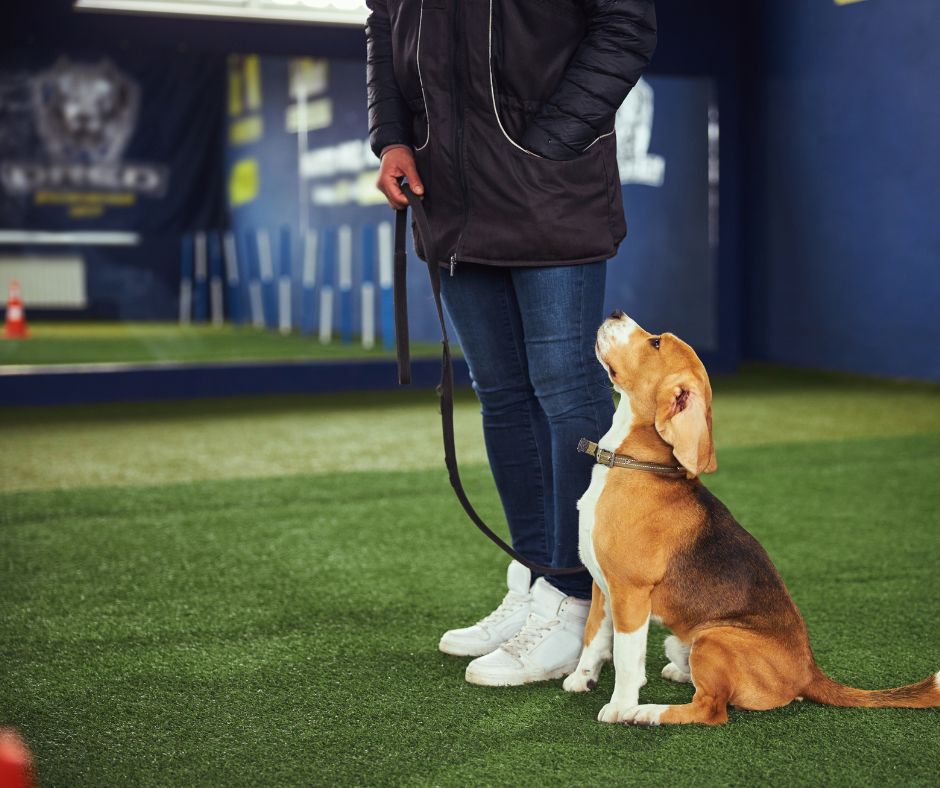 How Much Does It Cost to Become a Dog Trainer