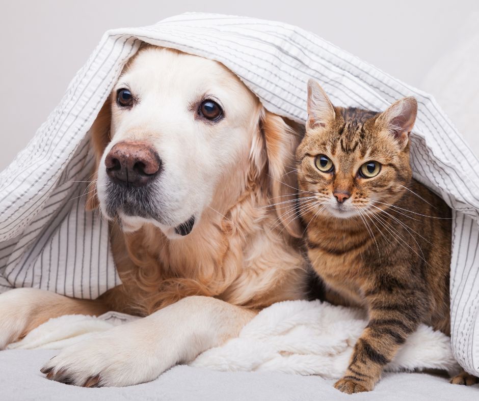 How Much Do Dog and Cat Sitters Make